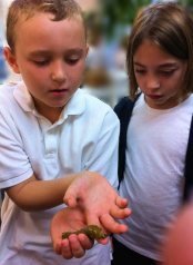 Monarch butterflies at Aquinas Montessori School